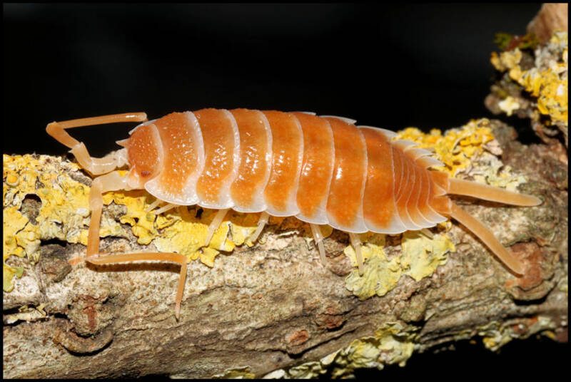 Porcellio hoffmannseggi 'orange'