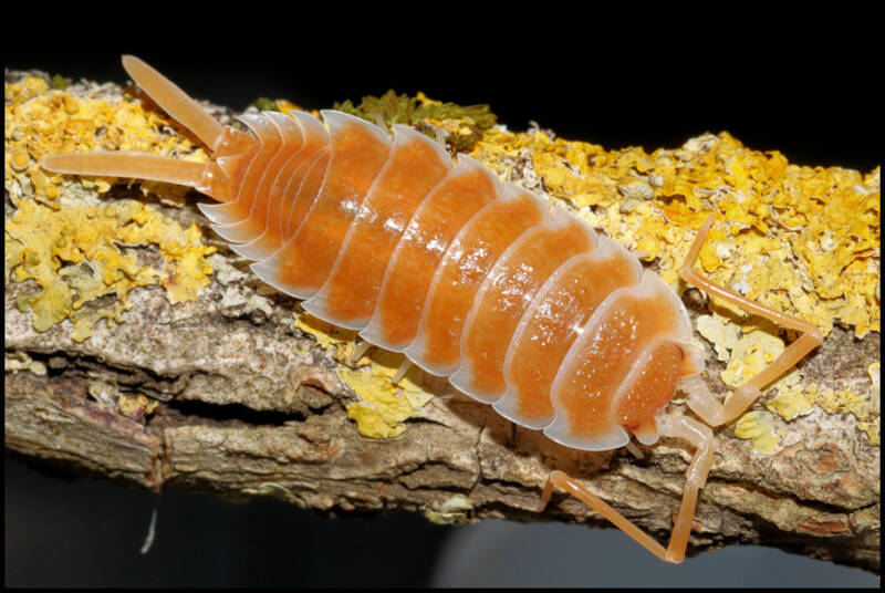 Porcellio hoffmannseggi 'orange'