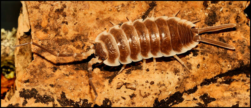 Porcellio hoffmannseggi "brown"