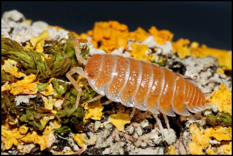 Porcellio hoffmannseggi 'orange'