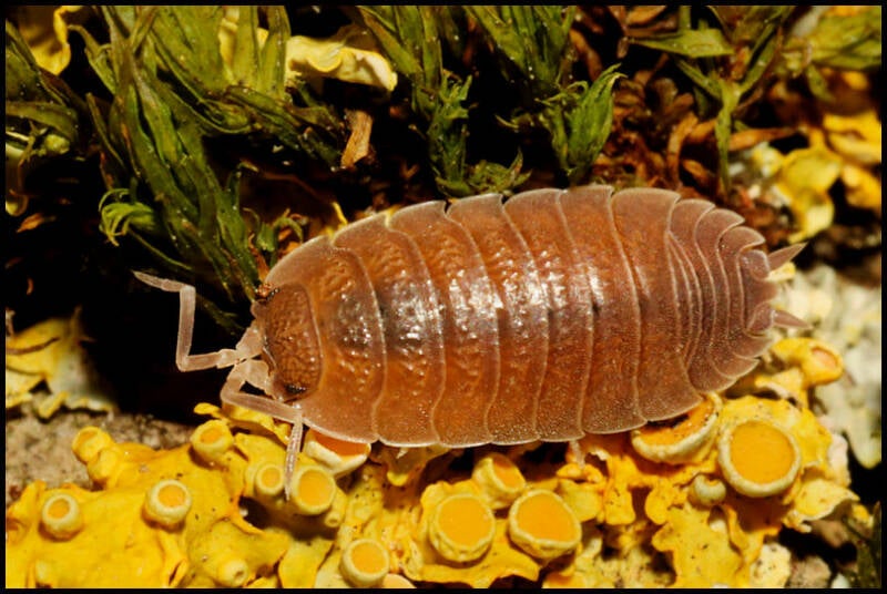 Porcellio incanus