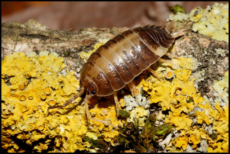 Porcellio laevis  "Milkback"