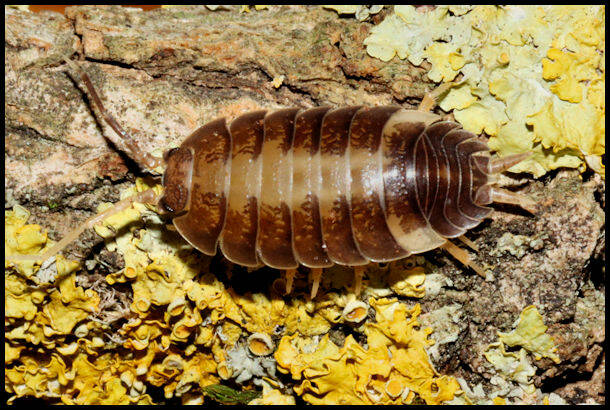 Porcellio laevis "milk back"