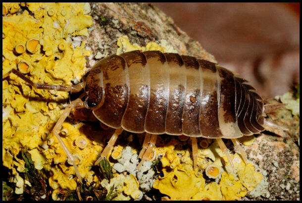 Porcellio laevis "milk back"