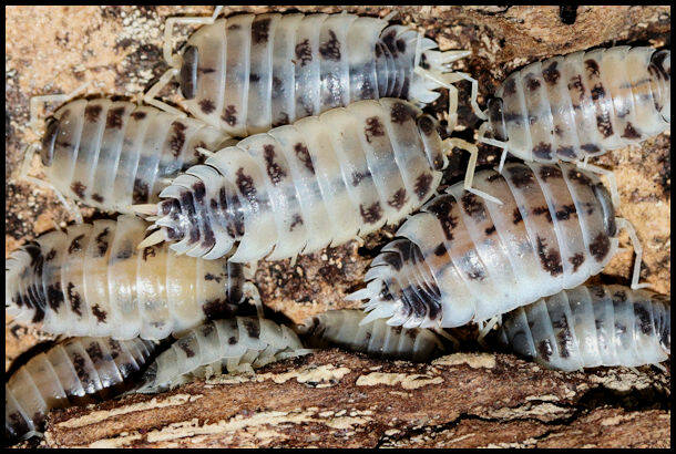 Porcellio laevis "dairy cow"
