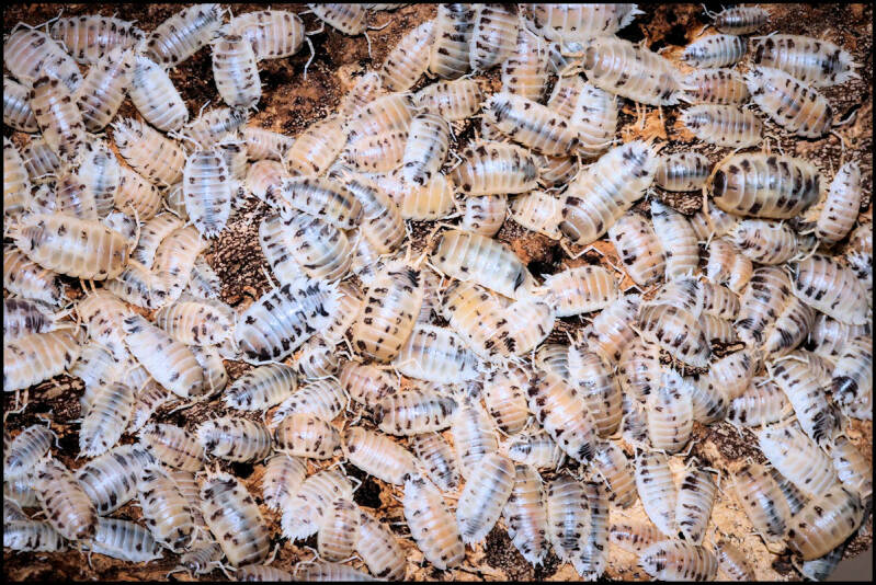 Porcellio laevis "dairy cow"