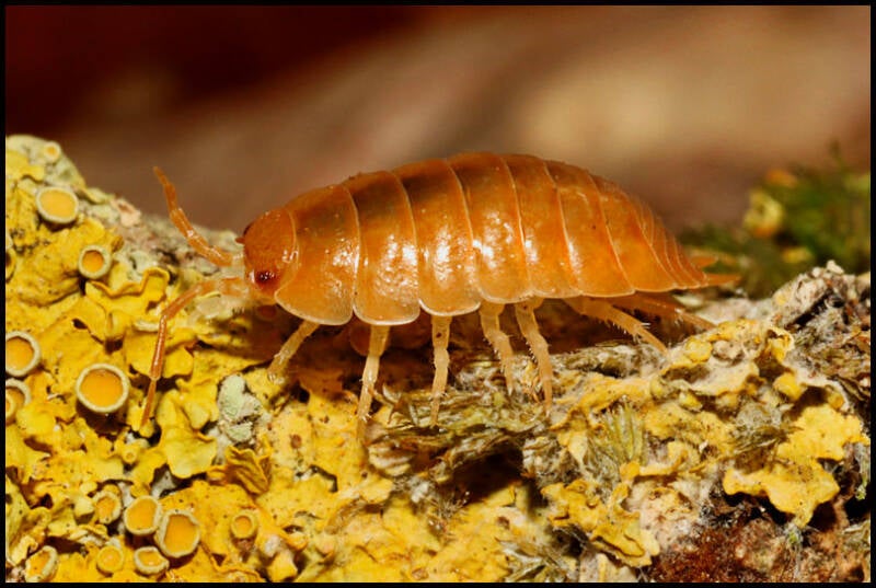Porcellio laevis "orange"