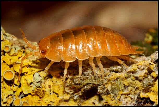 Porcellio laevis "orange"