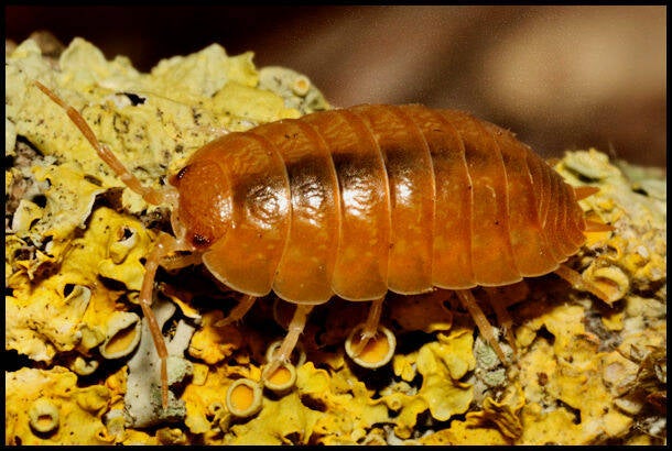 Porcellio laevis "orange"