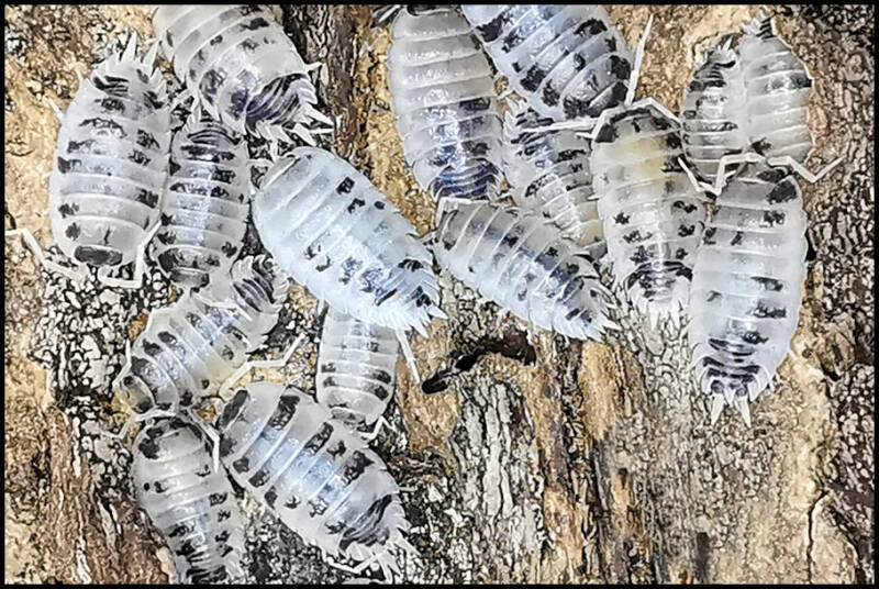 Porcellio laevis "dairy cow"