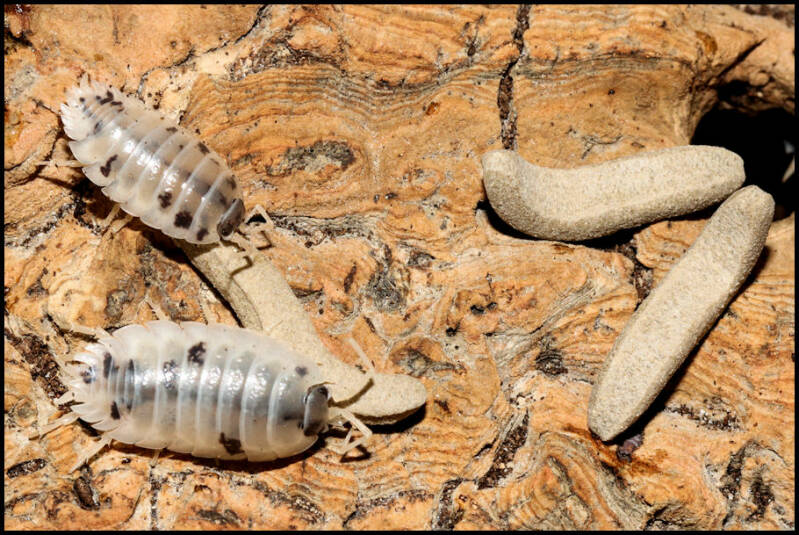 Porcellio laevis "dairy cow"