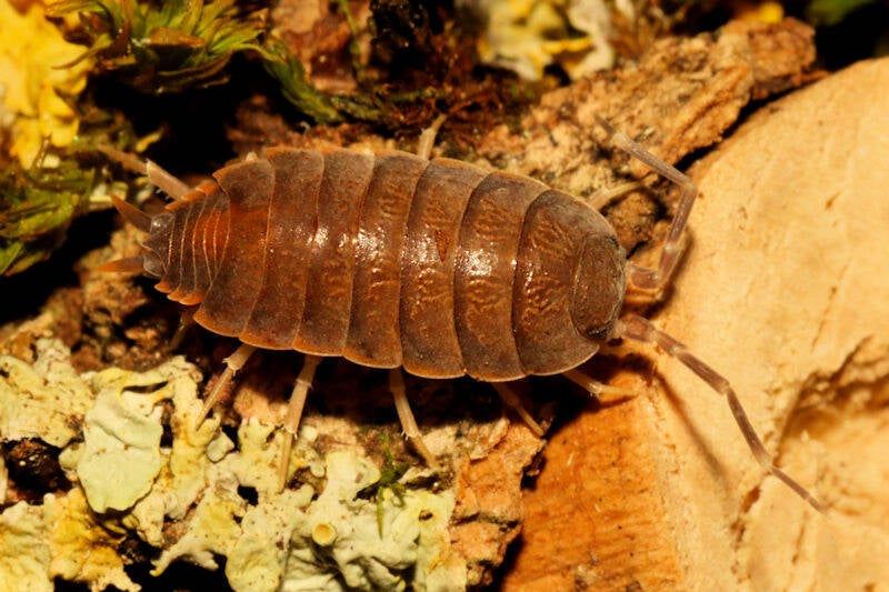 Porcellionides pruinosus "grey"r