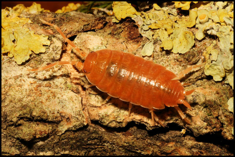 Porcellionides pruinosus orange"