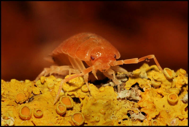 Porcellionides pruinosus "orange"