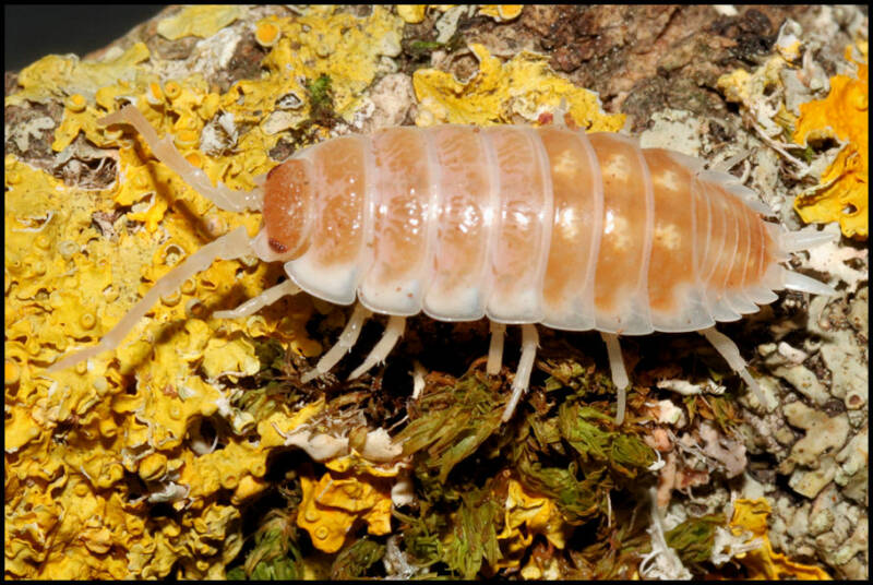Porcellio pseudornatus "tangerine dream"