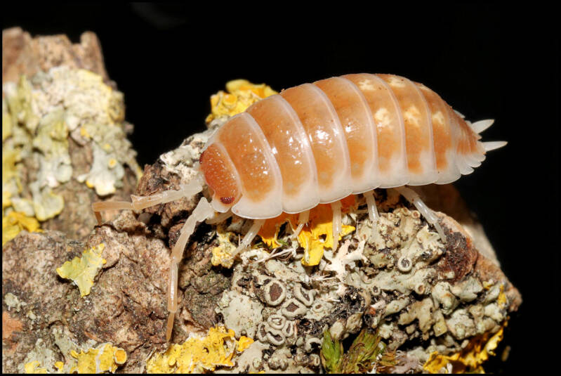 Porcellio pseudornatus "tangerine dream"