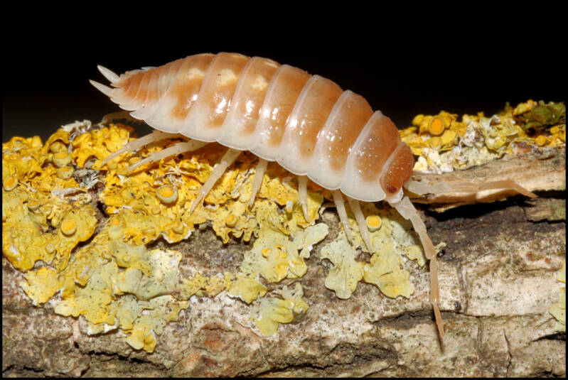 Porcellio pseudornatus "tangerine dream"