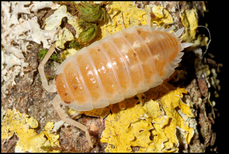Porcellio pseudornatus "tangerine dream"