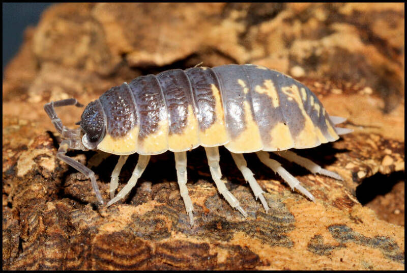 Porcellio ornatus "yellow"