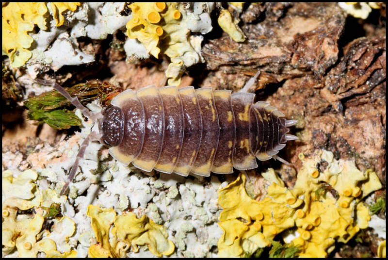 Porcellio ornatus "yellow"