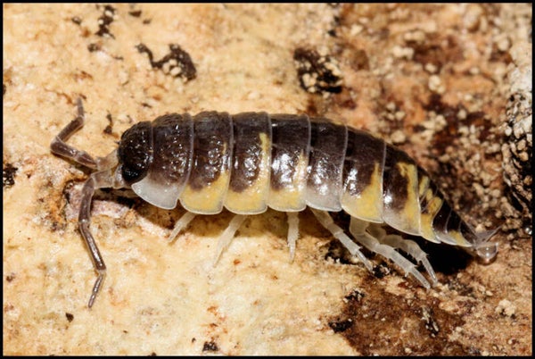 13 x Porcellio ornatus “yellow”