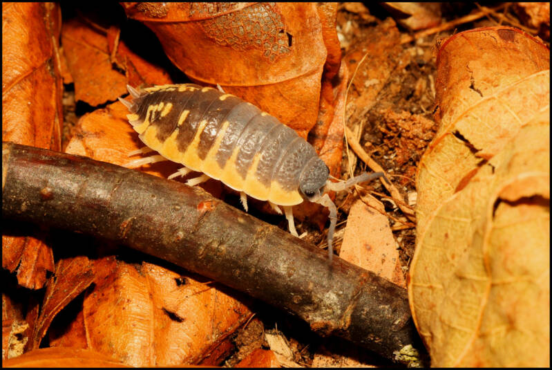 Porcellio ornatus "yellow"