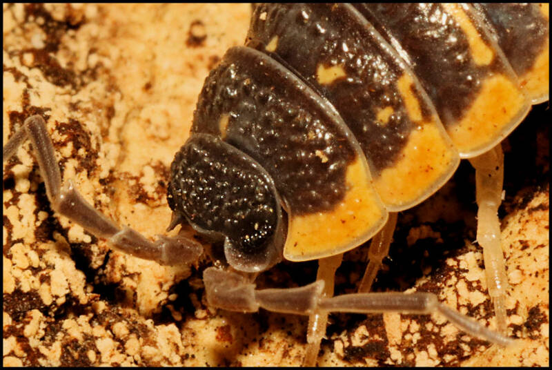 Porcellio ornatus "yellow"