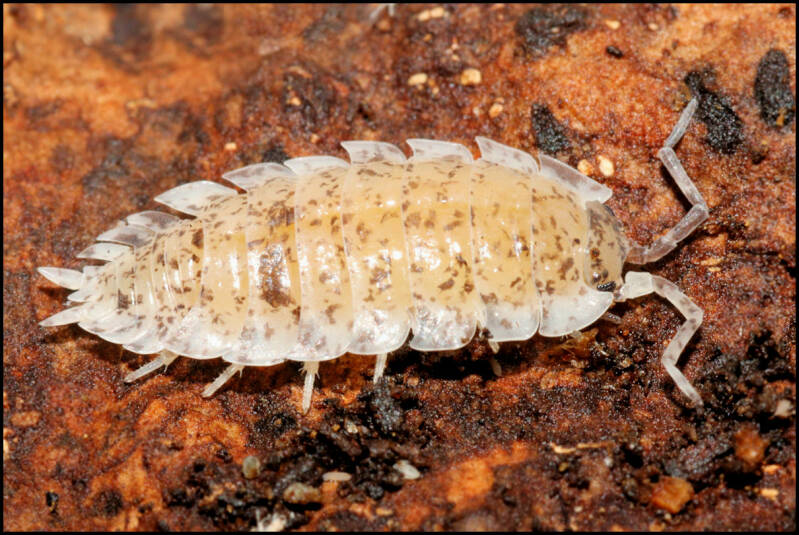 Porcellio scaber "Dalmatian"