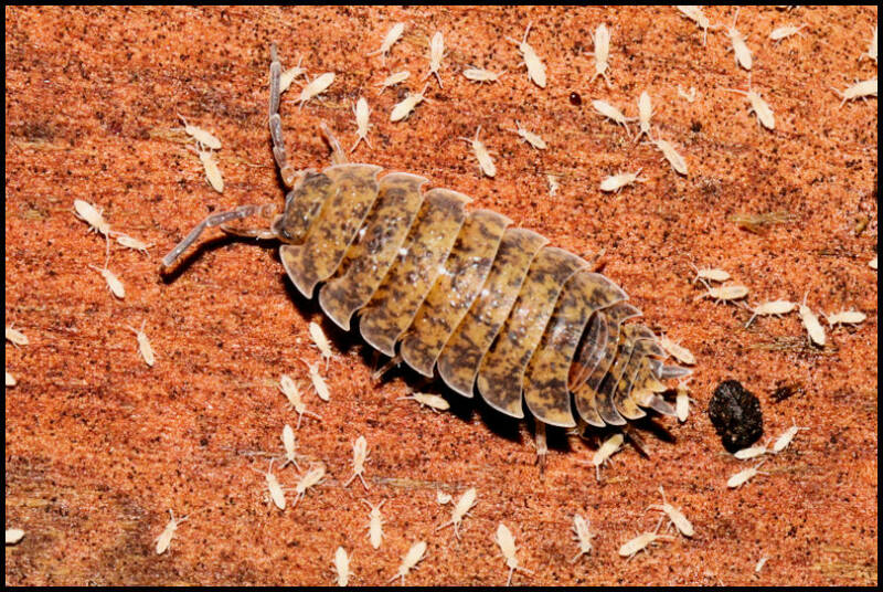 Porcellio scaber calico en springstaartjes