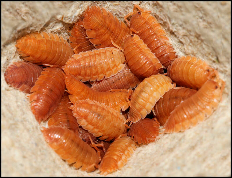 Porcellio scaber "orange"