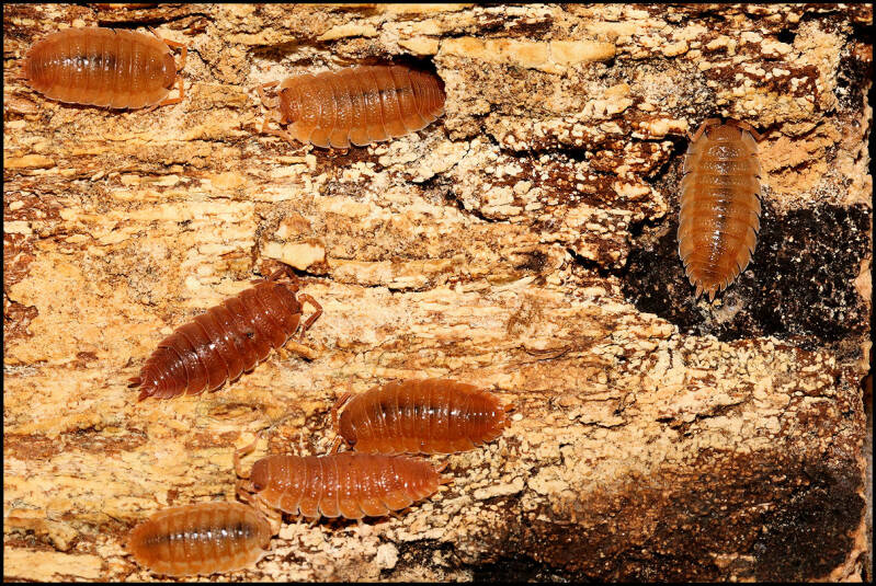Porcellio scaber "orange"