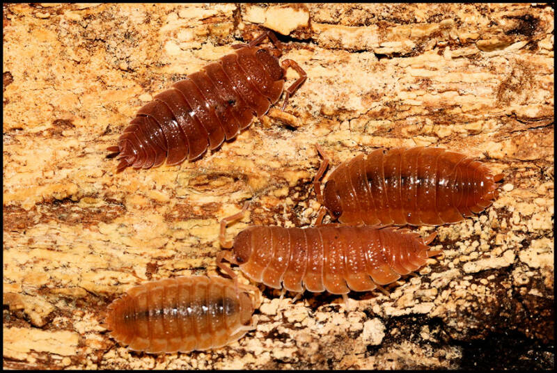 Porcellio scaber "orange"