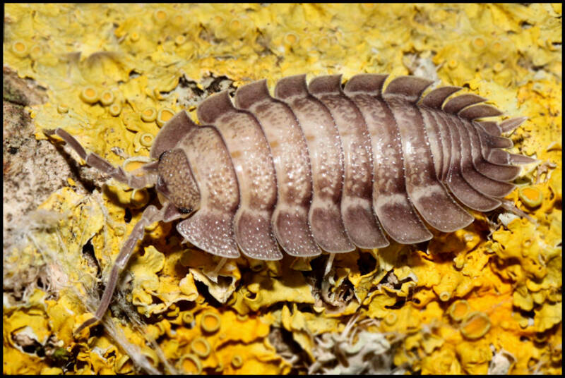 Porcellio spatulatus