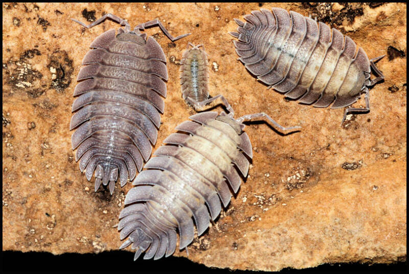 Porcellio spatulatus