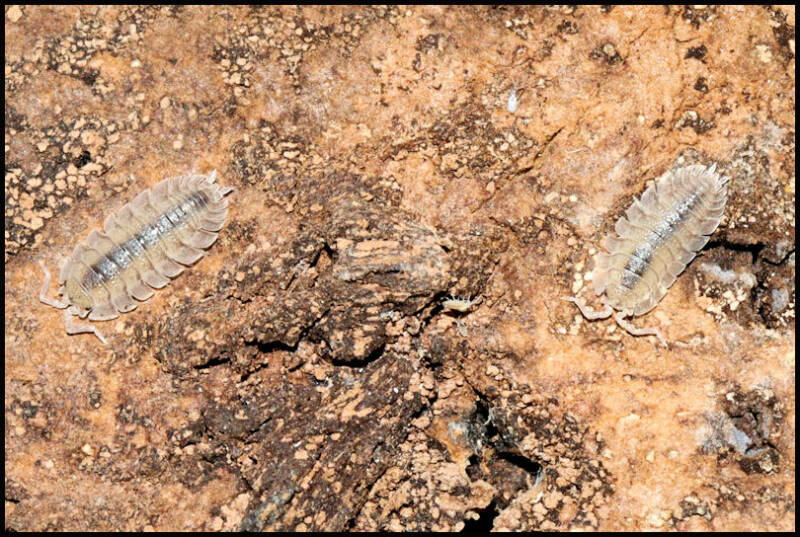 Porcellio spatulatus