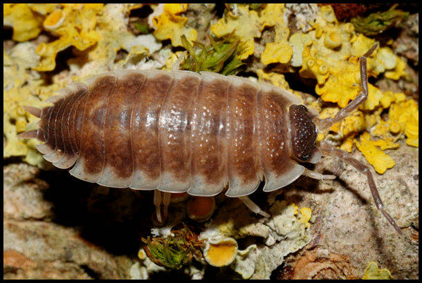 Porcellio sp. "Sevilla"