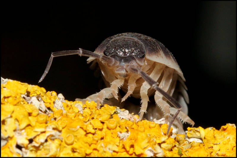 Porcellio sp. "Sevilla"