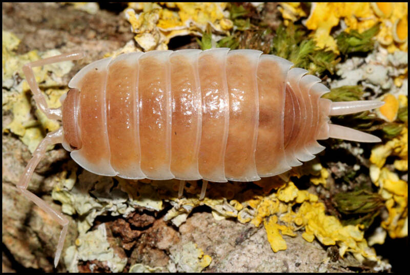 Porcellio spec. "Sevilla caramel"