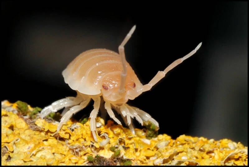 Porcellio spec. "Sevilla caramel"