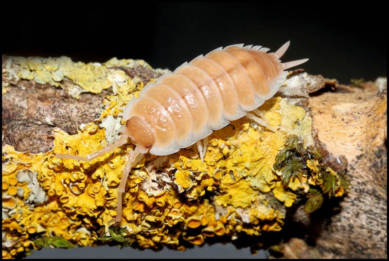 Porcellio spec. "Sevilla caramel"