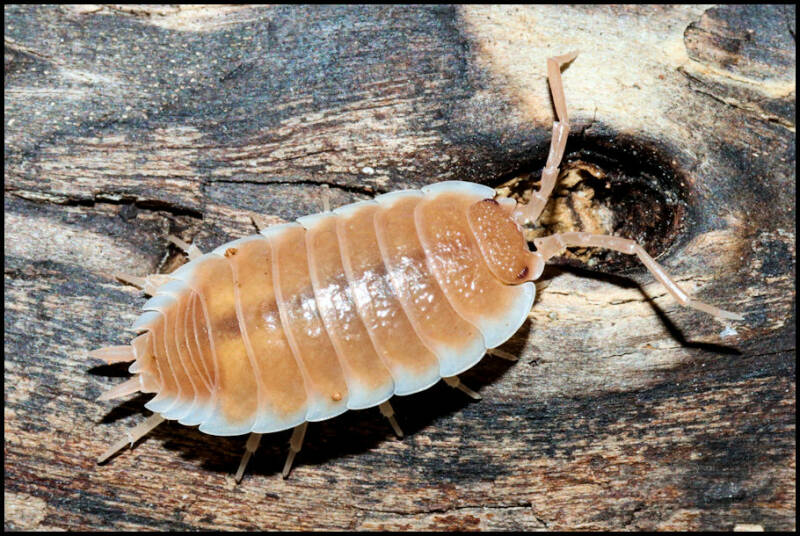 Porcellio spec. "Sevilla caramel"