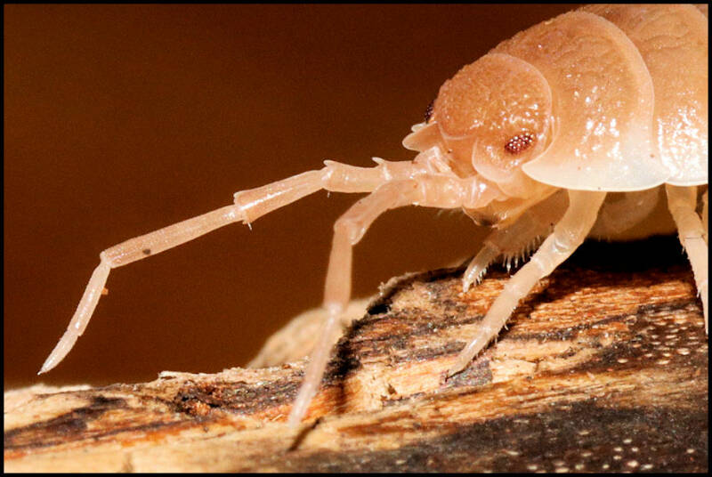 Porcellio spec. "Sevilla caramel"