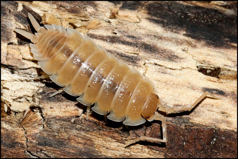 Porcellio spec. "Sevilla caramel"