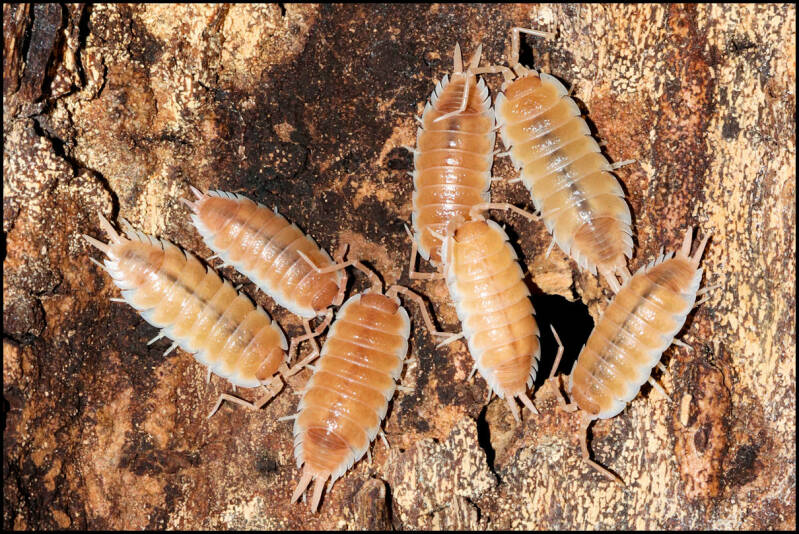 Porcellio spec. "Sevilla caramel"