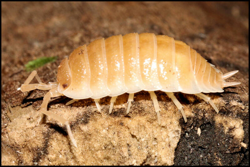 Porcellio spec. "Sevilla caramel"