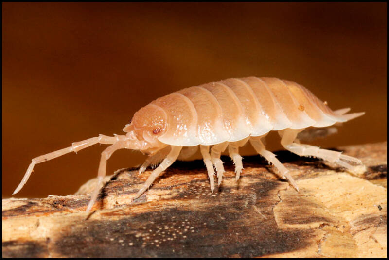 Porcellio spec. "Sevilla caramel"