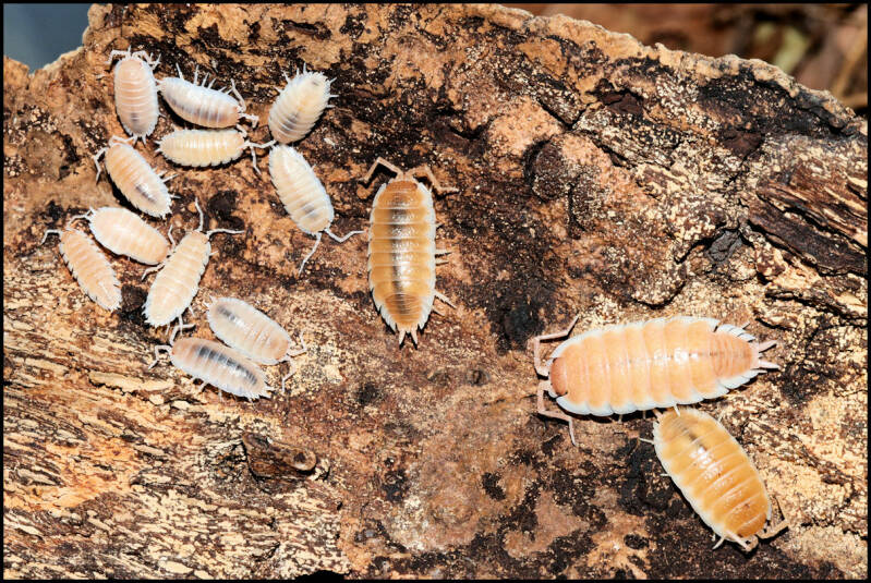 Porcellio spec. "Sevilla caramel"