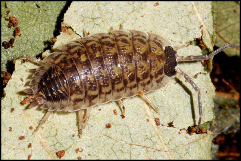 Porcellio spinicornis