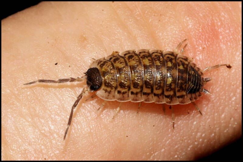 Porcellio spinicornis