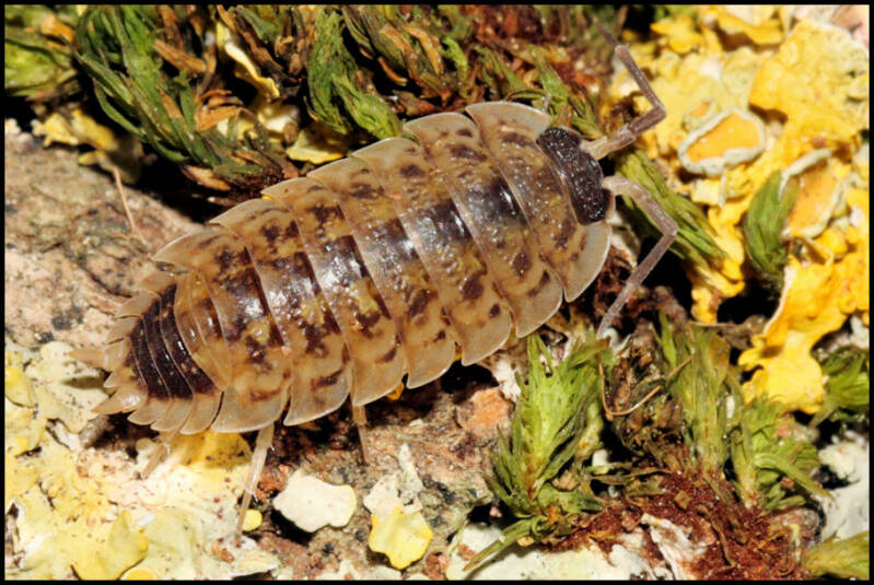 Porcellio spinicornis